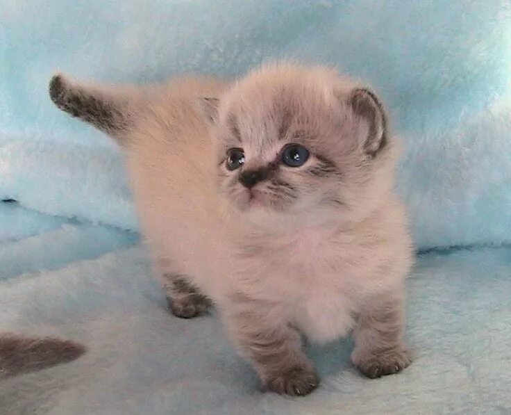 Карликовая кошка фото и цена Persian Munchkin Cat = Napoleon= A Waddle Kitten Critter Love Gato munchkin, Gat