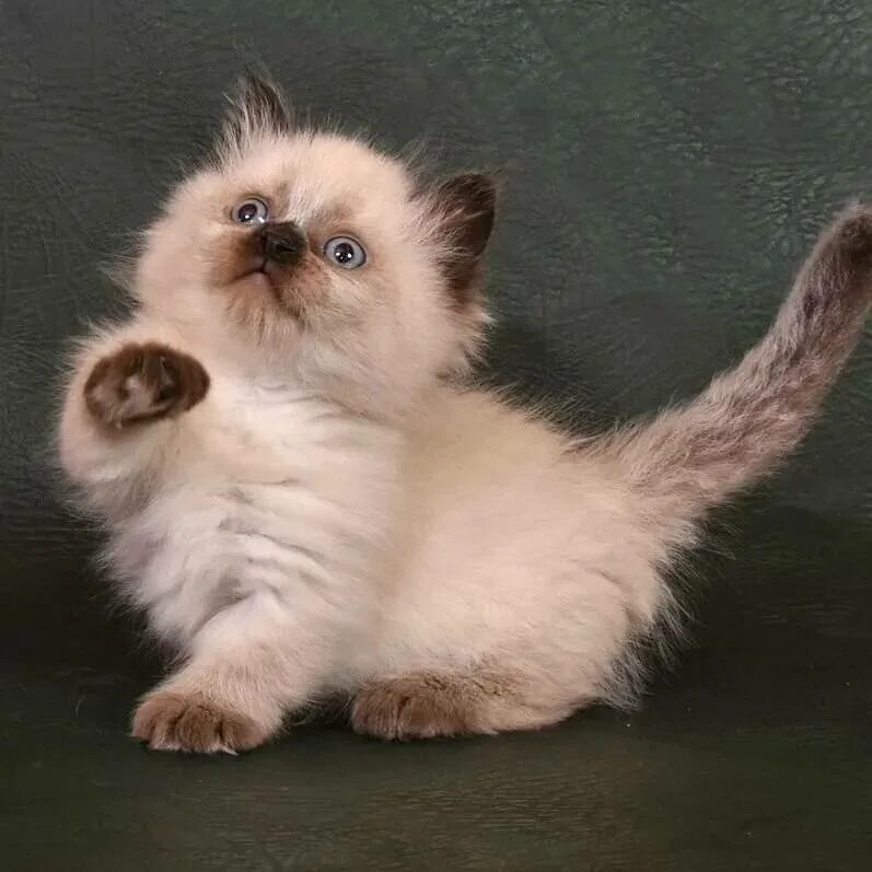 Карликовая кошка фото и цена Манчкин кот 60 фото - ZooClever.ru