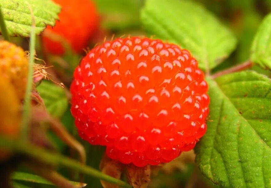 Карликовая малина фото bonsai 100pcs/pack Raspberry fruit Scottish Cross Tayberry Raspberry Heirloom - 