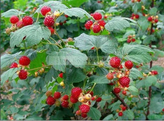 Карликовая малина фото Free Shipping 2000+ Red GIANT RASPBERRY Bonsai Rasp Berry Bonsai Super Big Fruit