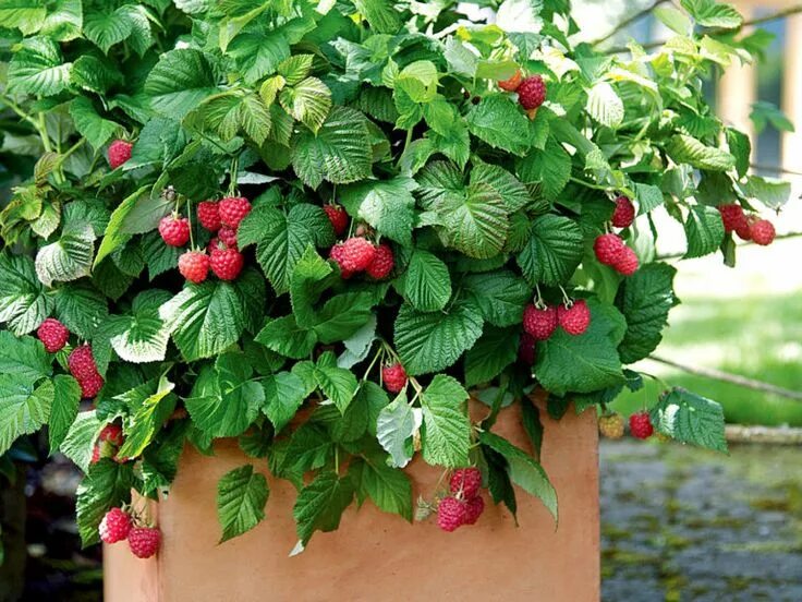 Карликовая малина фото Growing Raspberry in container How to grow raspberry plant Comment planter des f