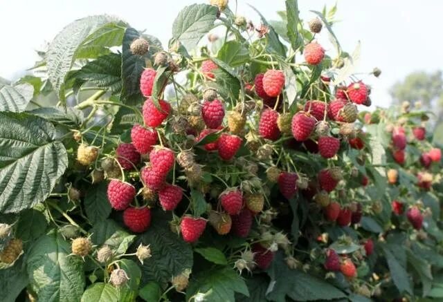 Карликовая малина фото Купить Малина обыкновенная Himbo Top - Малина - GardenPlants