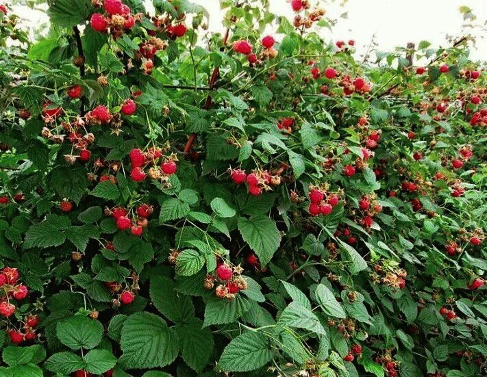 Карликовая малина фото ремонтантная малина Growing raspberries, Growing succulents, Raised bed garden d