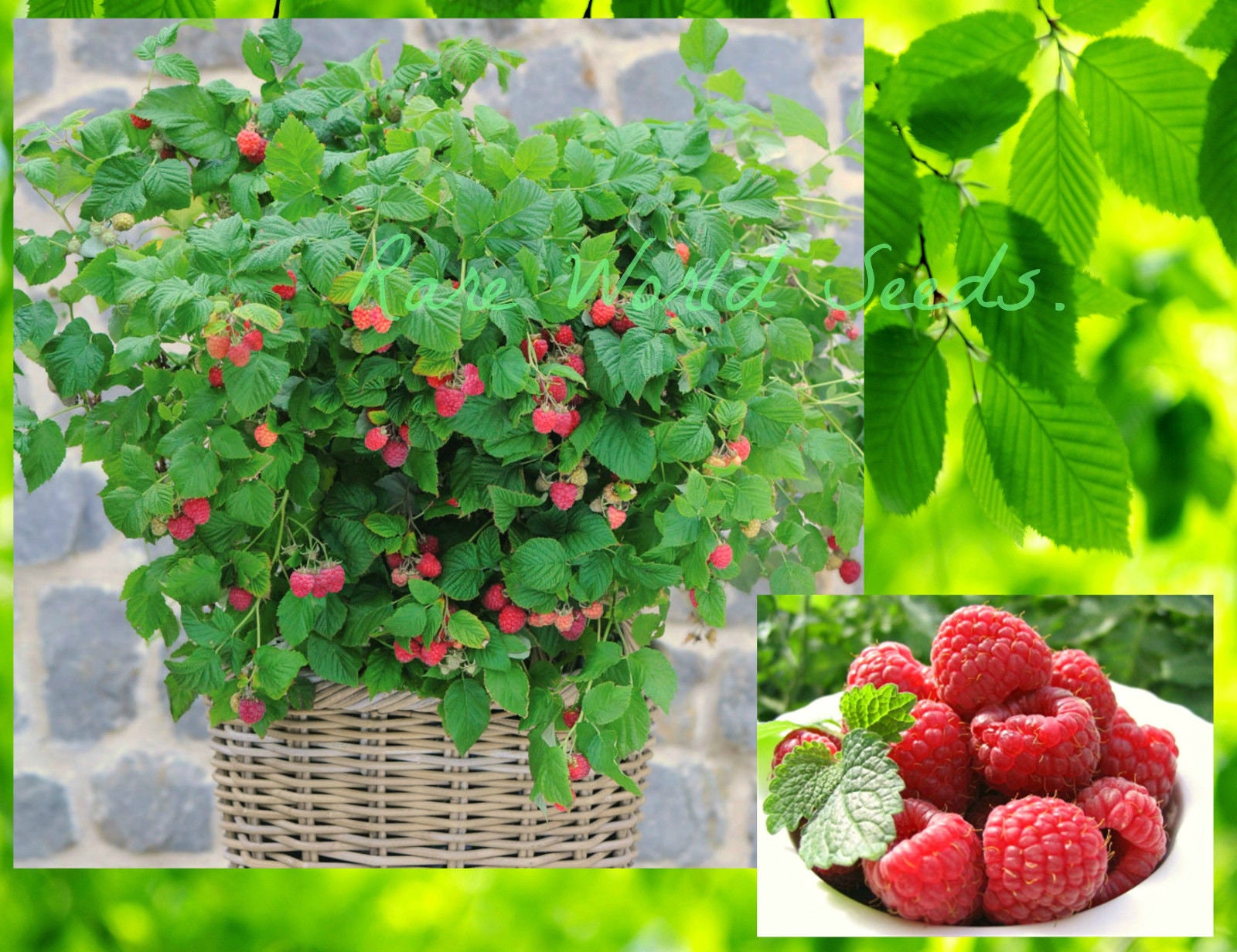 Карликовая малина фото DWARF Raspberry 'Ruby Beauty' thrives in patio pots Etsy