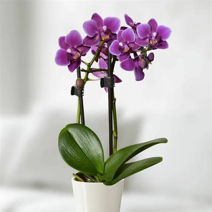 Карликовая орхидея фото Mini Phalaenopsis Purple - 1 plant buy online order now Bulb flowers, Plants, Ph
