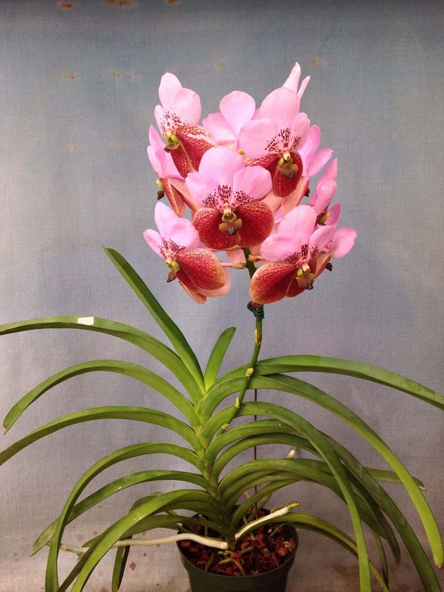Карликовая орхидея фото Pin on orquideas