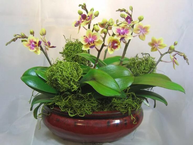Карликовая орхидея фото Phalaenopsis mini yellow/purple lip Phalaenopsis, Purple lips