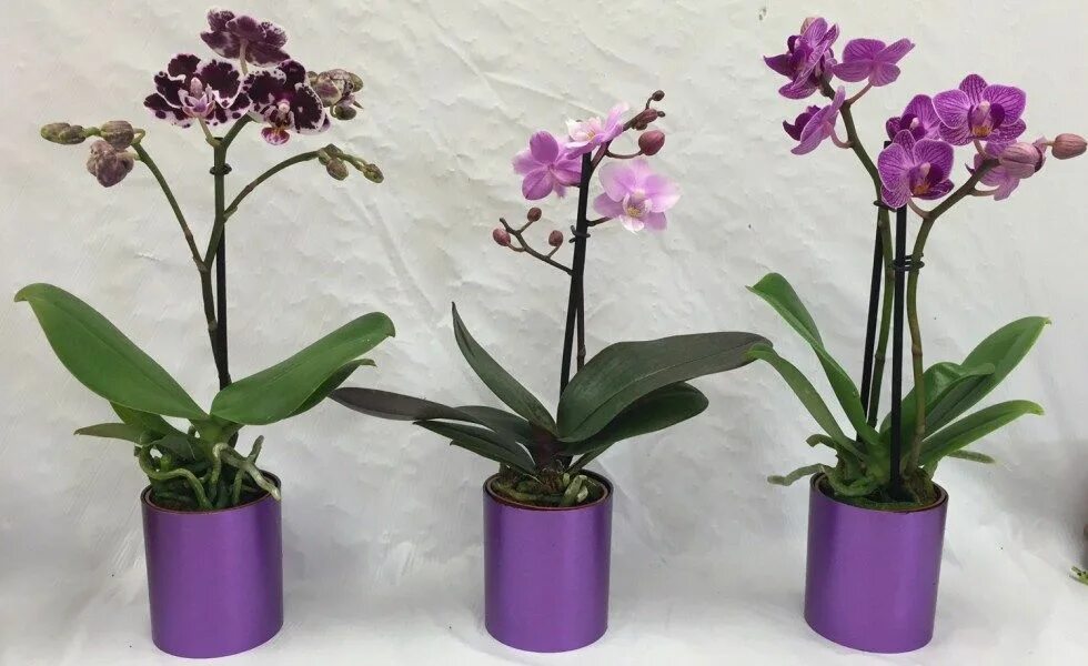 Карликовая орхидея фото Mit tegyünk az elhervadt orchideával, hogy újra virágozzon? - Bidista.com - A Ti