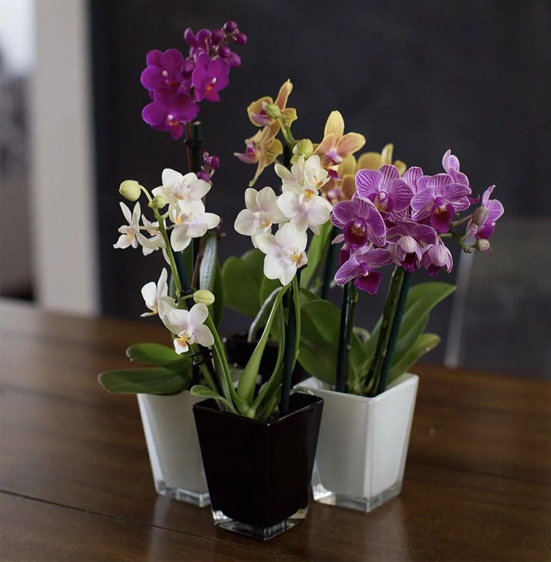 Карликовая орхидея фото Сорта мини орхидей - найдено 90 фото