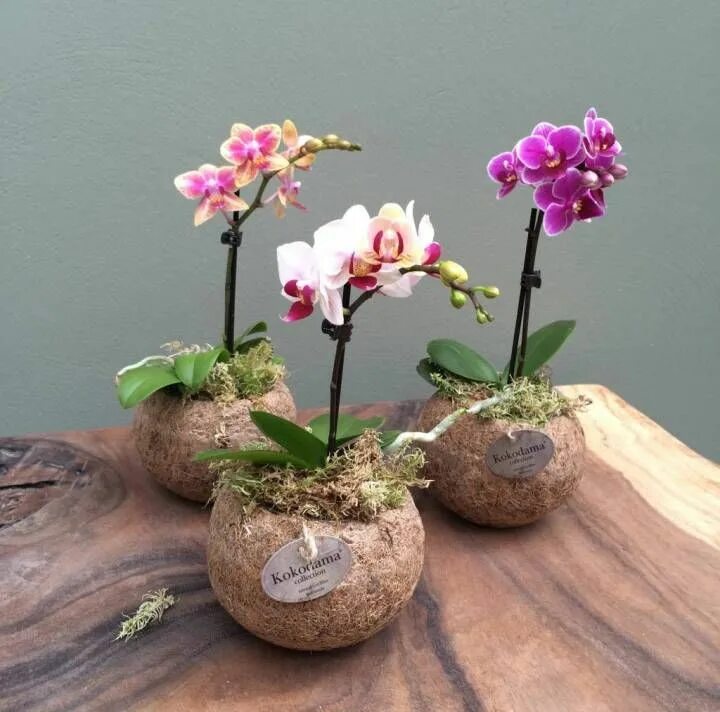 Карликовая орхидея фото Pin de hill em Jardinier paresseux Orquídeas, Orquidea, Vasos de flores