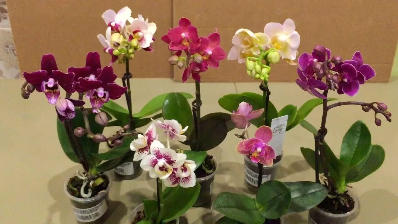 Карликовая орхидея фото ОРХИДЕИ МИНИ фаленопсисы КАК НАЗЫВАЮТСЯ и во что будем сажать? - YouTube