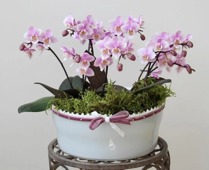 Карликовая орхидея фото Mini Phalaenopsis Little Lady - Orchids, orchid care substrates, Orchidarium Orc