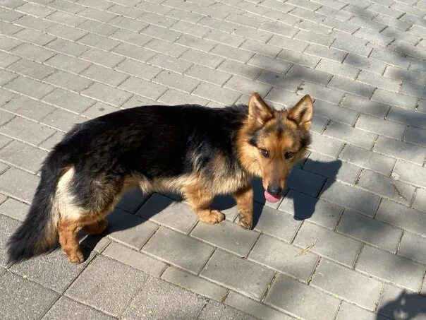 Карликовая овчарка фото Volgograd, Krasnoarmeysky district, the dog runs along the embankment. Well-groo