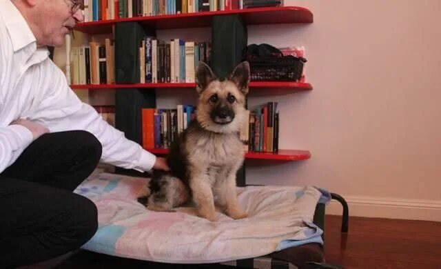 Карликовая овчарка фото Pin on Adorable!