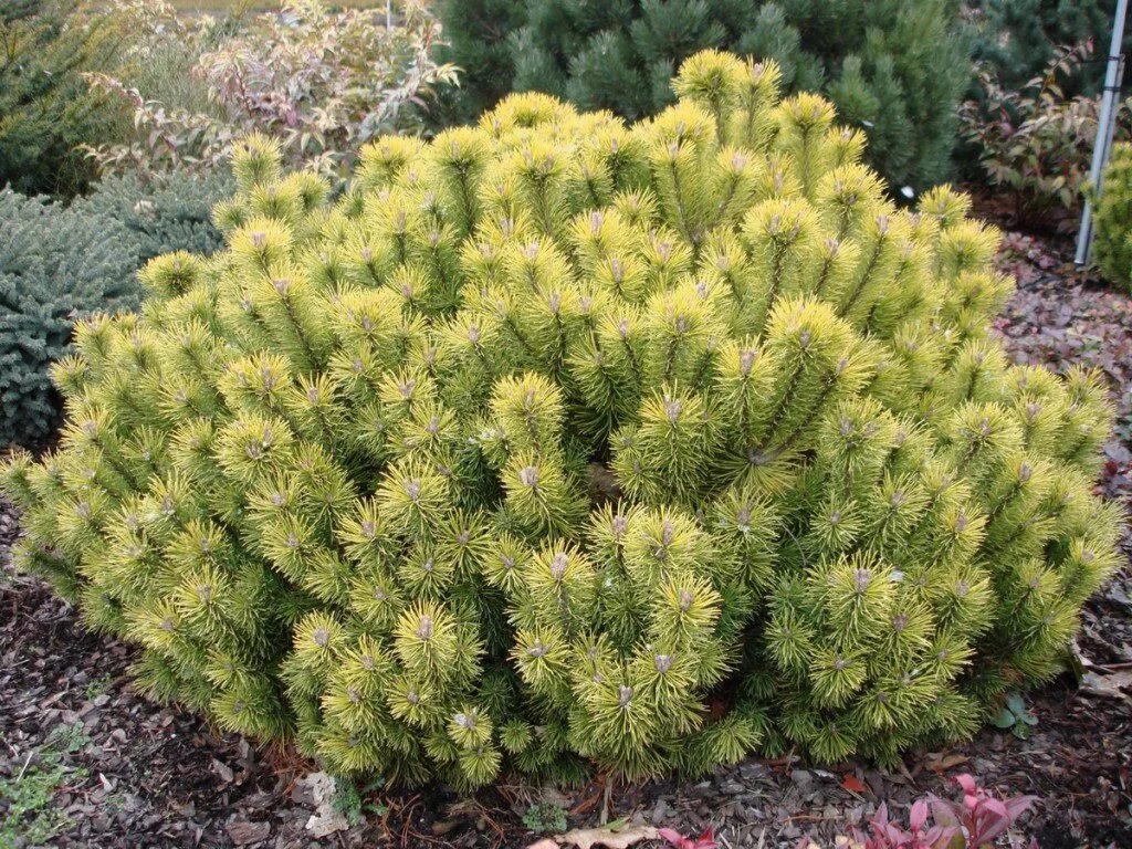 Карликовая сосна фото Сосна Сосна горная Офир (Pinus mugo Ophir) 40-50 см К купить по цене 12 950 руб.