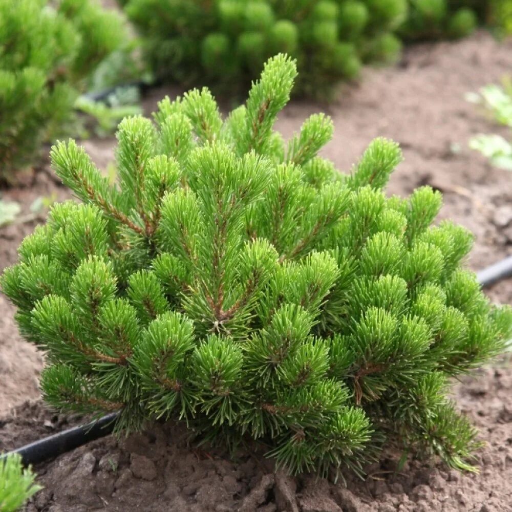 Карликовая сосна фото Сосна горная (Pinus mugo Pumilio C2 30)
