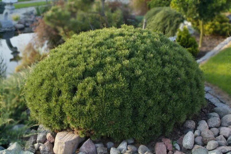 Карликовая сосна фото Сосна горная Мопс: купить в Москве саженцы Pinus mugo Mops в питомнике "Медра" п