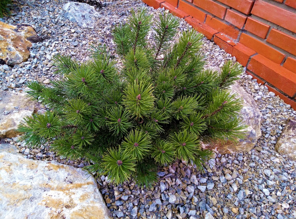 Карликовая сосна фото Создаём хвойный сад (часть 1). Подготовка земли. Plants, Garden
