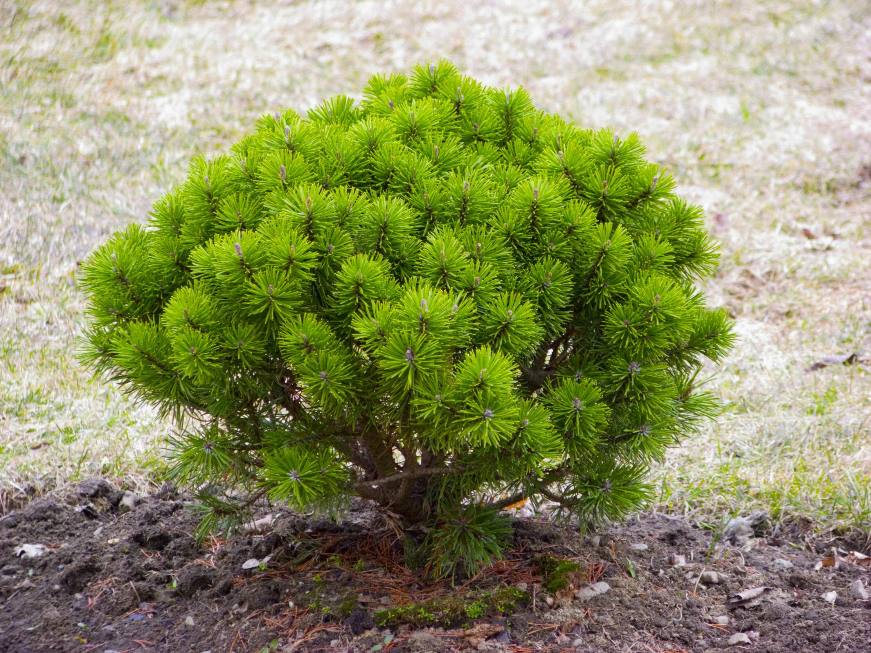 Карликовая сосна фото images of trees in landscape design Transplanting of Trees & Shrubs Botanik