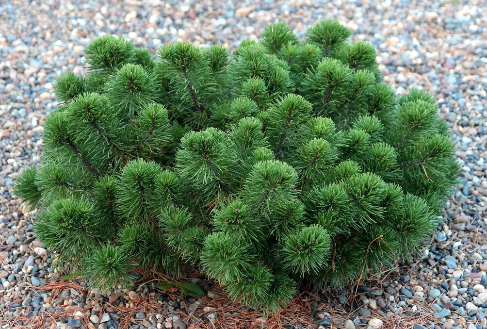 Карликовая сосна фото Сосна горная (Pinus mugo), карликовые сорта Декоративные древесные растения для 