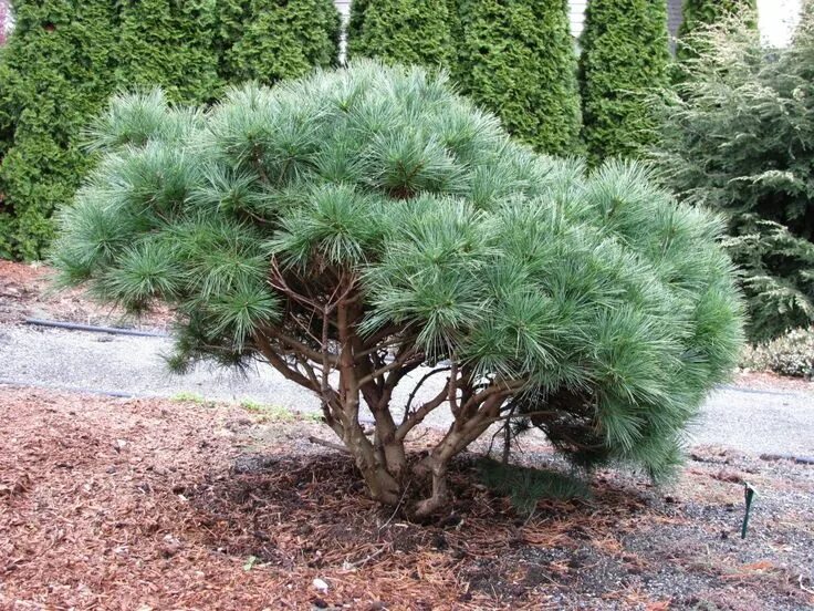 Карликовая сосна фото Pinus strobus 'Horsford' photo IMG_2225.jpg (With images)