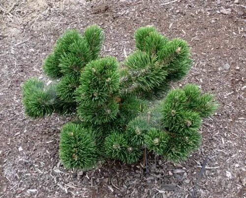 Карликовая сосна фото и описание Jakobsen Mugo Pine in 2024 Mugo pine, Conifers garden, Plants