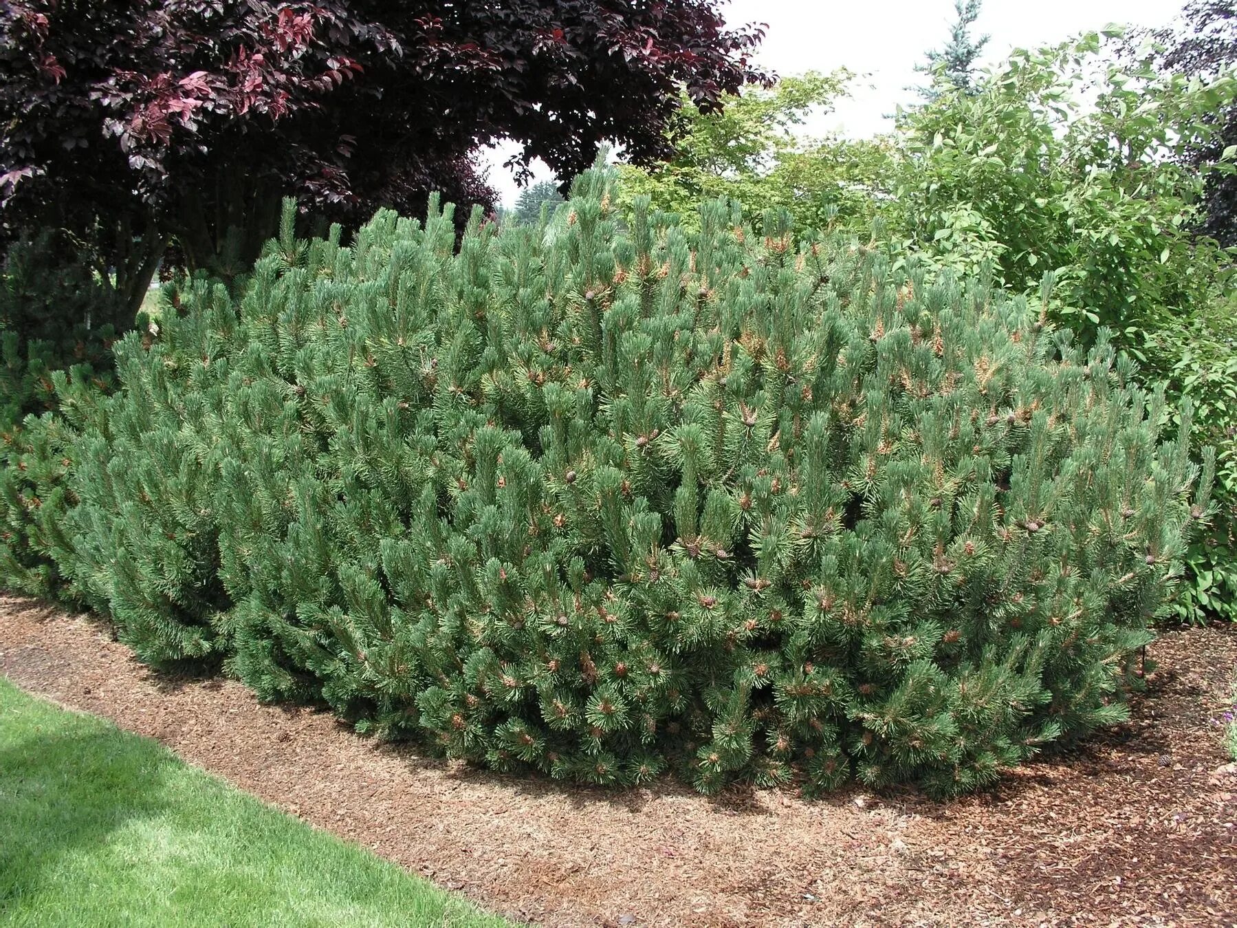 Карликовая сосна фото и описание Семена Сосны горной (Pinus mugo), 2 грамма (примерно 140 шт) AliExpress
