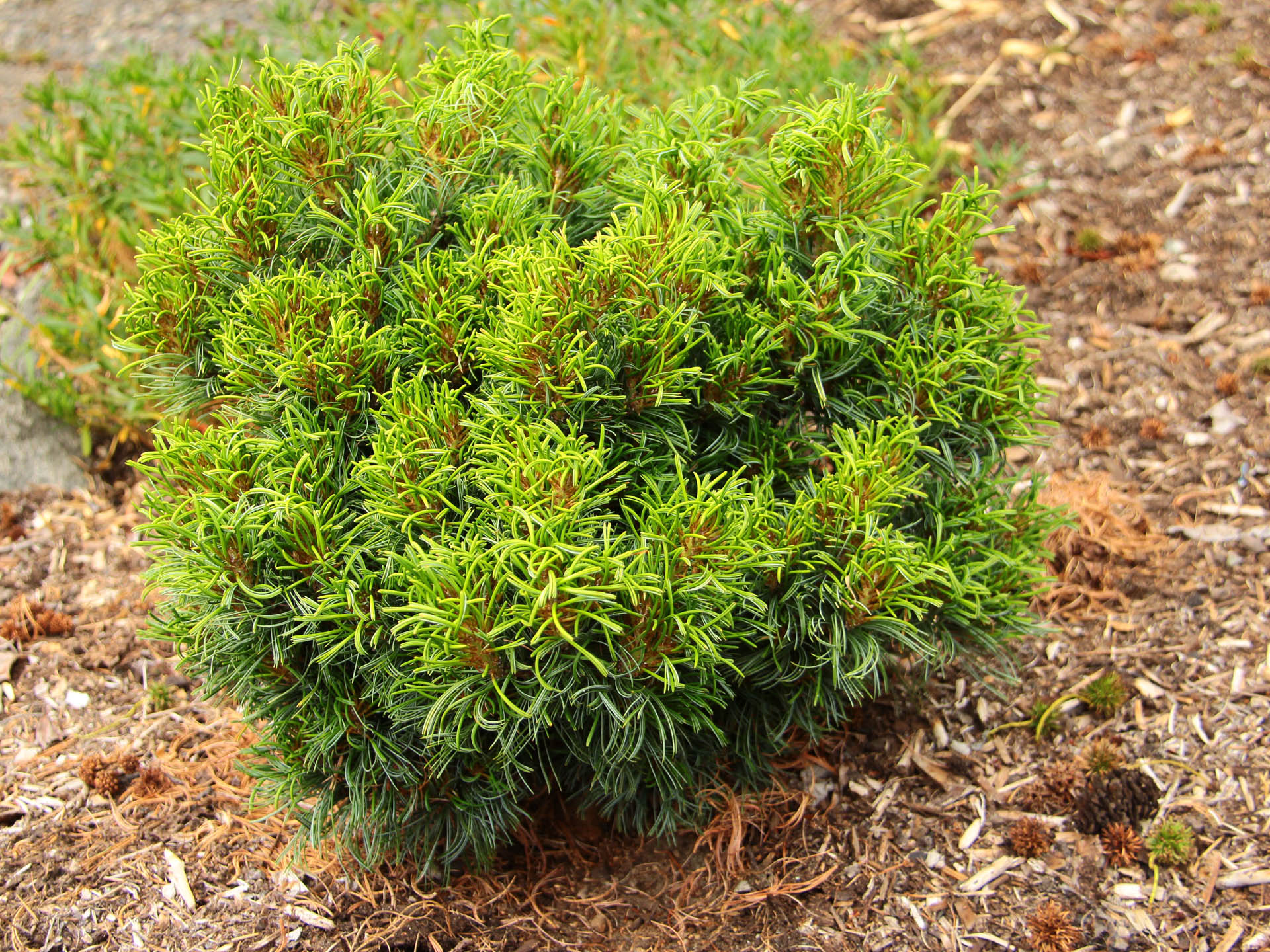 Карликовая сосна фото и описание Pinus strobus 'Green Twist' Eastern White Pine Conifer Kingdom