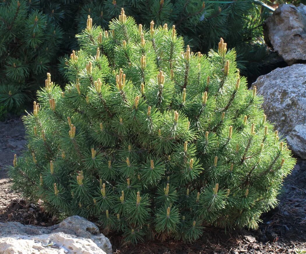 Карликовая сосна фото и описание Сосна Сосна горная (Pinus mugo) C25 40-50см купить по цене 12 950 руб. Доставка 