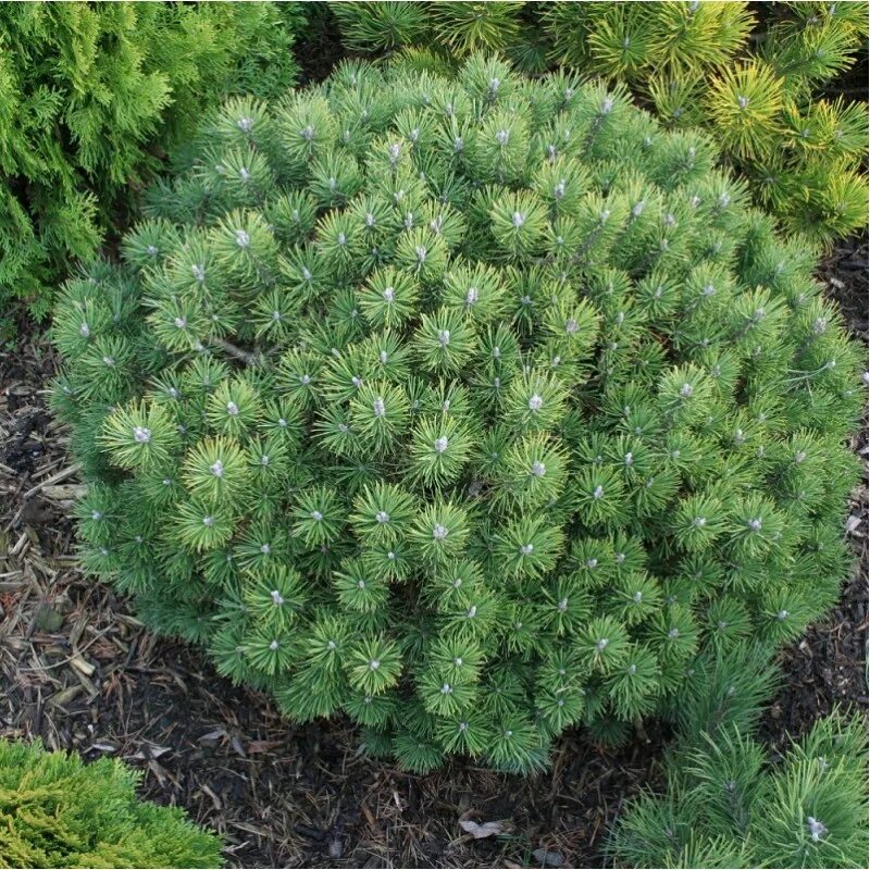 Карликовая сосна фото и описание Сосна Сосна горная Мопс (Pinus mugo Mops) С15 30-40 см купить по цене 14 138 руб