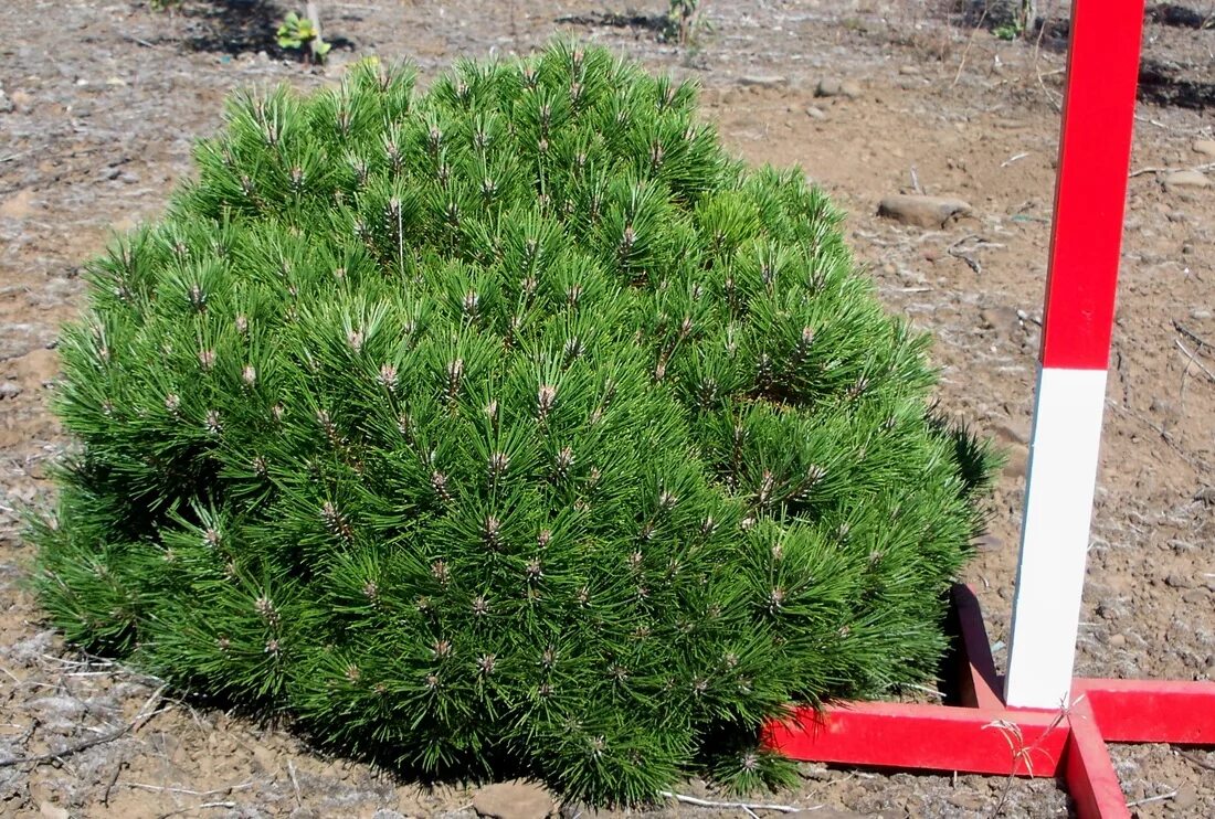 Карликовая сосна виды и фото Сосна чёрная 'Bambino'=(P. n. 'Gaelle Bregeon')/ Pinus nigra 'Bambino', хвойное 