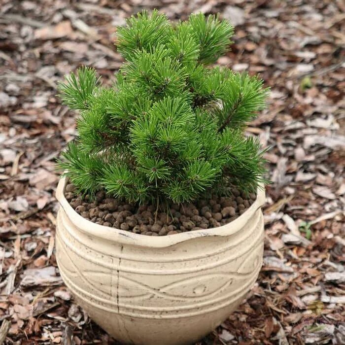 Карликовая сосна виды и фото Сосна горная Амбер Голд (Pinus mugo Amber Gold) купить саженцы в Москве по низко