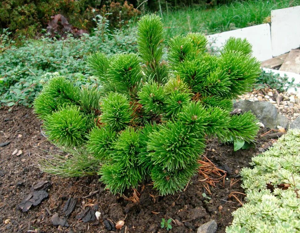 Карликовая сосна виды и фото и описание Pinus Mugo Jakobsen хвойные деревья и Survival gardening, Sloped garden, Organic