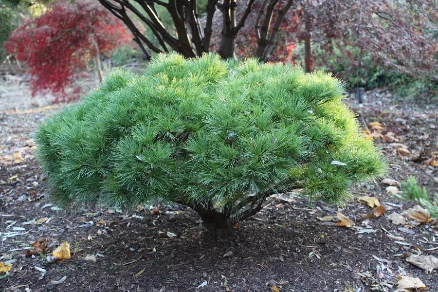 Карликовая сосна виды и фото и описание Dwarf Trees - Hickory Hollow Nursery and Garden Center Dwarf trees, Dwarf trees 