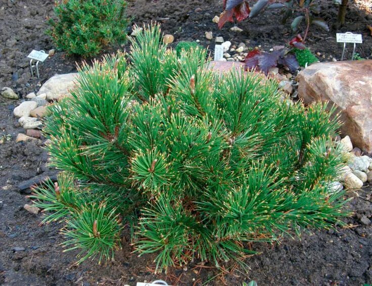 Карликовая сосна виды и фото и описание pinus mugo Dikobraz