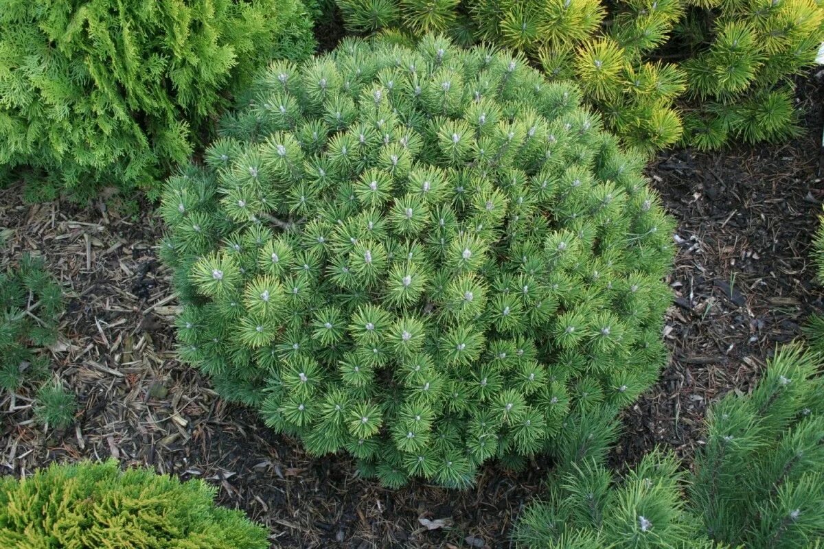 Карликовая сосна виды и фото и описание pinus mugo mops - Поиск в Google Bonsai, Plants, Garden