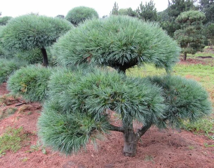 Карликовая сосна виды и фото и описание Streichel-Kiefer, Pinus Strobus Radiata, H 125-150, Versand auf Anfrage FOR SALE