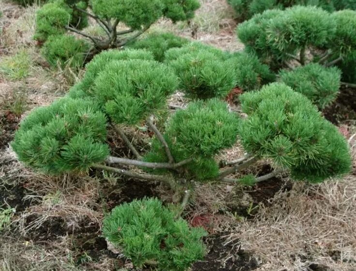 Карликовая сосна виды и фото и описание Сосна горная Хампи (Pinus mugo Humpy),купить сосну,саженцы сосны,сосна горная ку