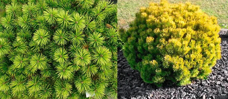Карликовая сосна виды и фото и описание Сосна горная Офир (Pinus mugo Ophir)