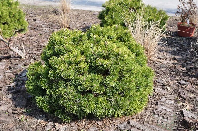 Карликовая сосна виды и фото и описание Сосна горная Гном Pinus mugo Gnom 1,5л (H) - саженцы купить в интернет-магазине 