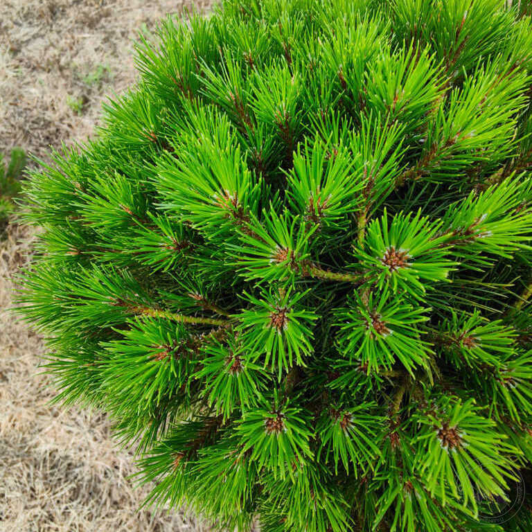 Карликовая сосна виды и фото и описание Сосна чёрная Мерси (Pinus nigra Merci) купить саженцы в Москве по низкой цене из