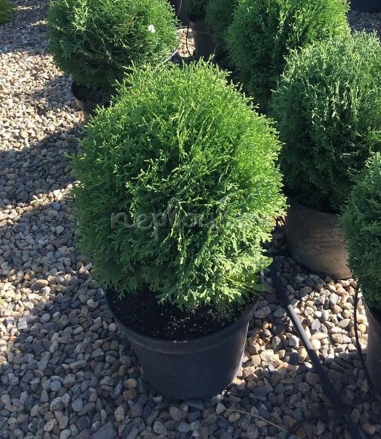 Карликовая туя высота фото Туя западная Хозери: купить саженцы Thuja occidentalis Hoseri в Москве по цене 1