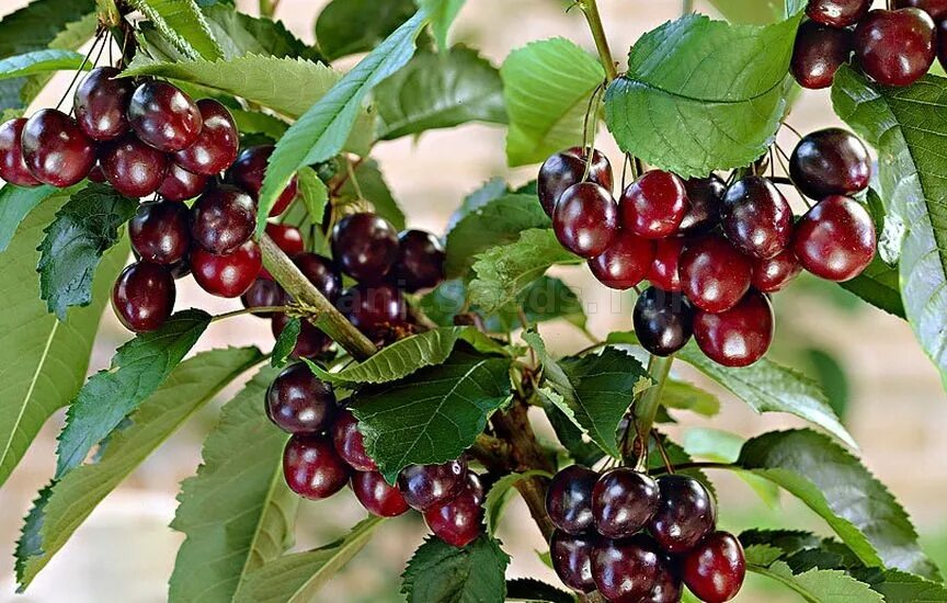 Карликовая вишня фото Fruit Trees for Patio