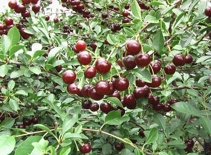 Карликовая вишня фото Carmine Jewel Cherry - Prunus cerasus 'SK Carmine Jewel' Фруктовый сад, Осенний 