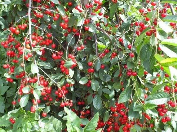 Карликовая вишня фото и описание сорта Вишня карликовые сорта описание