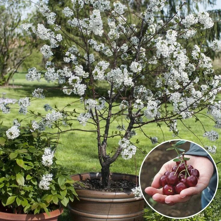 Карликовая вишня фото и описание сорта Gurney's 1 Gal. Romeo Dwarf Bush Cherry Prunus, Live Potted Fruiting Tree (1-Pac
