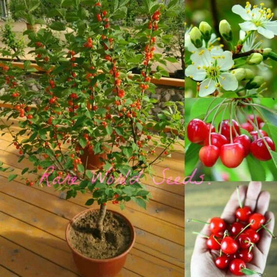 Карликовая вишня фото и описание сорта NEW DWARF Cherry tree 'Romeo' Hardy into ZONE 2 in Dwarf cherry tree, Papaya tre