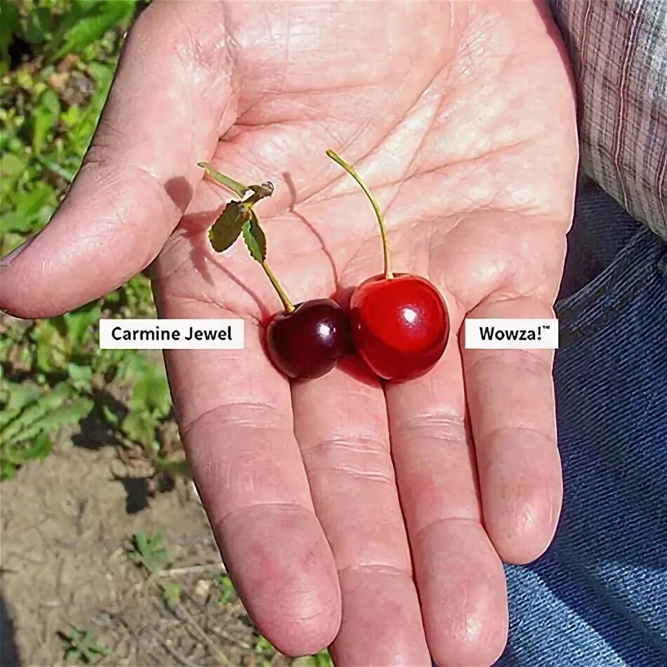 Карликовая вишня фото и описание сорта Wowza! Dwarf Cherry, any info? - #9 by clarkinks - General Fruit Growing - Growi