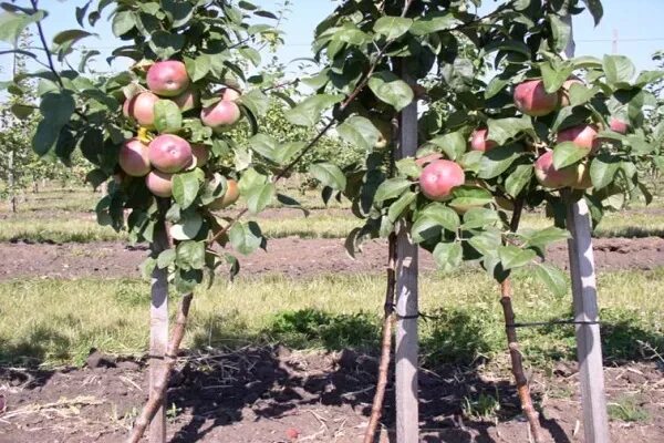 Карликовая яблоня фото отзывы ✅ Dwarf apple trees: a list of varieties with a description, planting and care, 