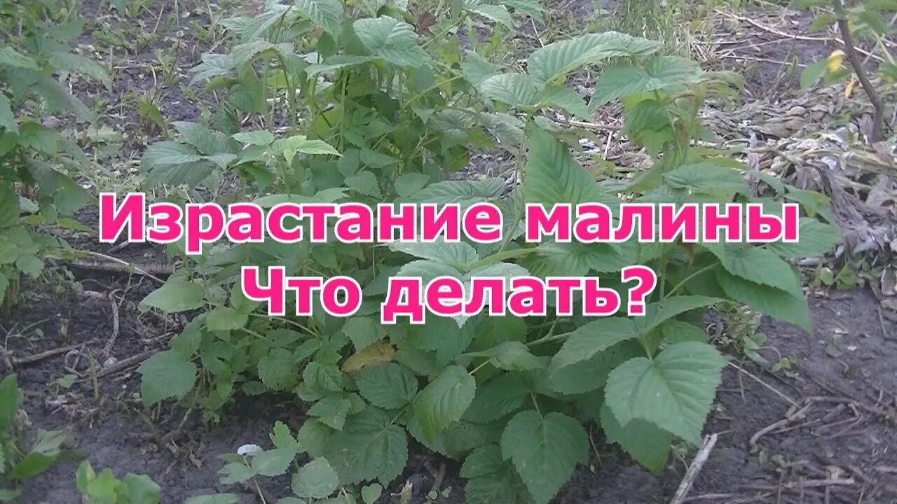 Карликовость малины фото Израстание малины. Что делать? - YouTube